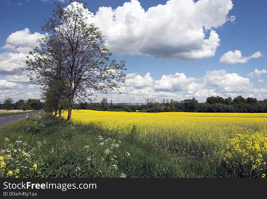 Oil Rape Fields