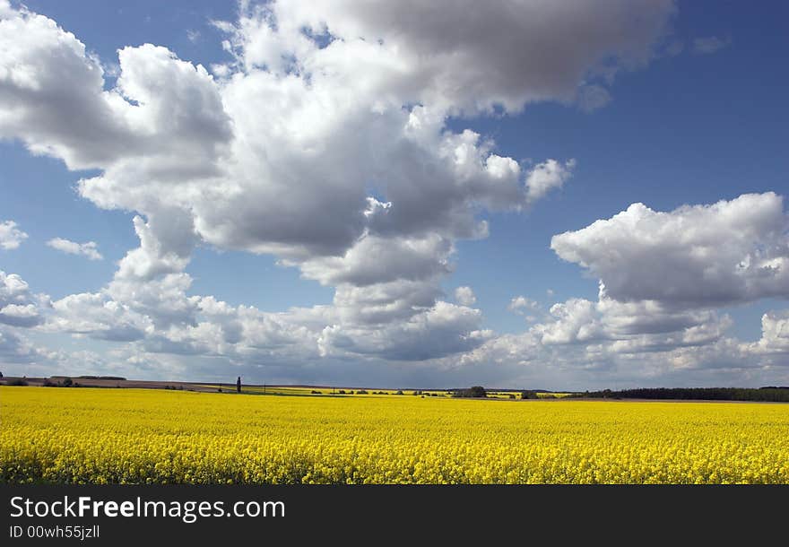 Oil rape fields