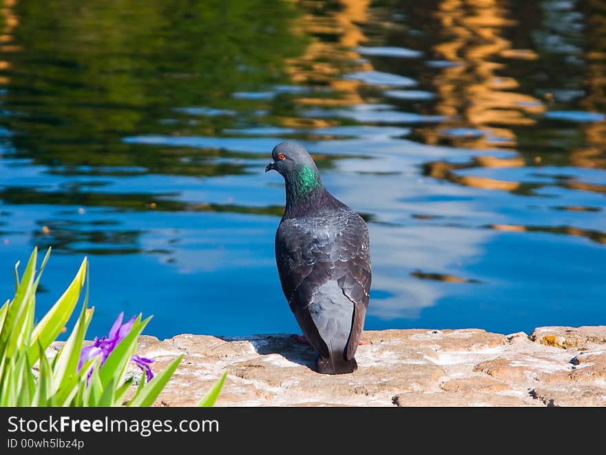 Pigeon next to a lake