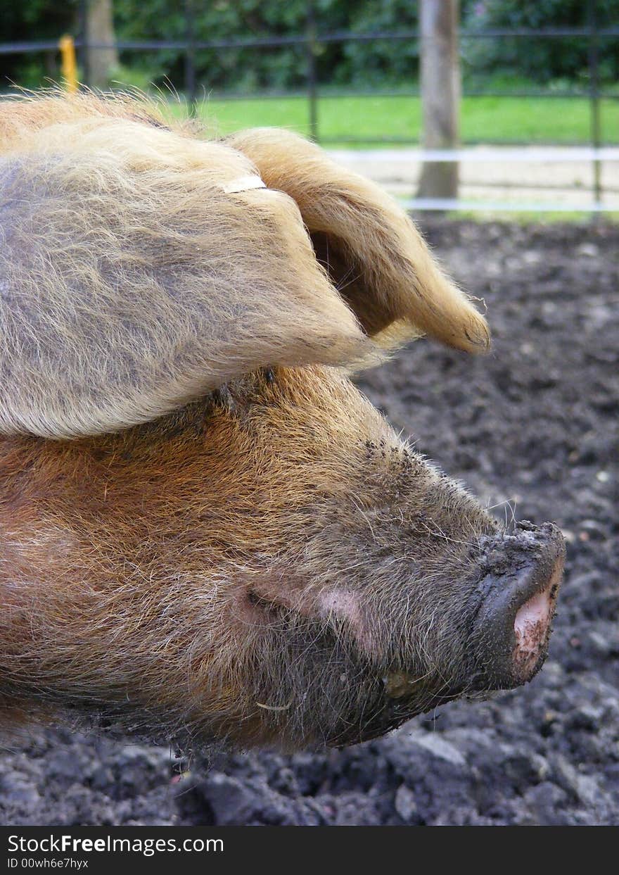 Close up photo of a pigs head. Close up photo of a pigs head