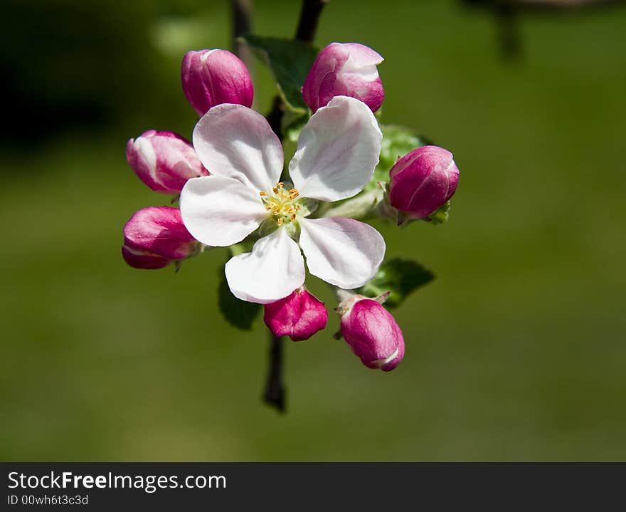 Cherry Tree Flowers On Branch Over Grass