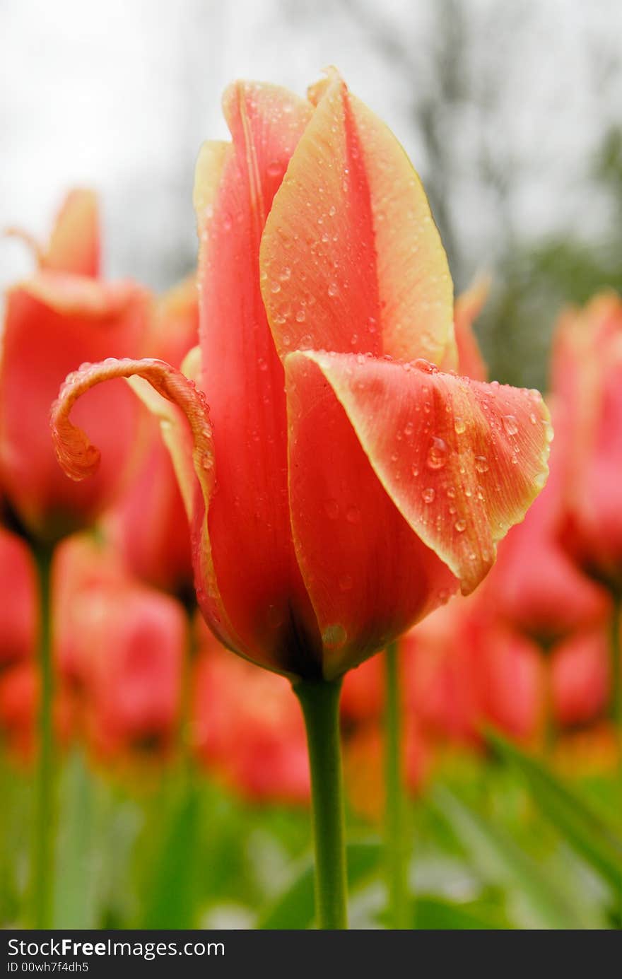 Beautiful garden of colorful flowers in spring (keukenhof, The Netherlands). Beautiful garden of colorful flowers in spring (keukenhof, The Netherlands)