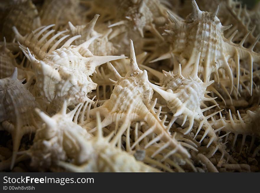 A collection of sharp sea shells