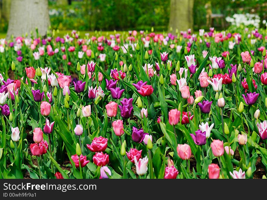 Beautiful garden of colorful flowers in spring (keukenhof, The Netherlands). Beautiful garden of colorful flowers in spring (keukenhof, The Netherlands)