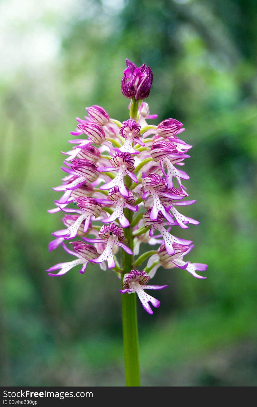 Flower a lion's pharynx in wood. Flower a lion's pharynx in wood