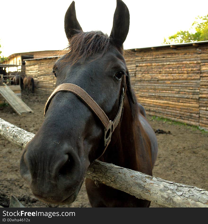 Horse looking out of a shelter