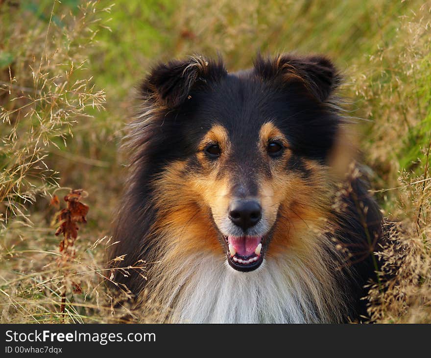 Sweet dog in the grass