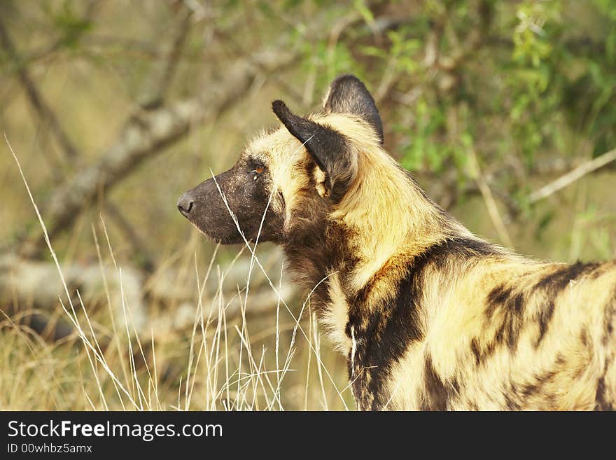 Wild Dog watching prey