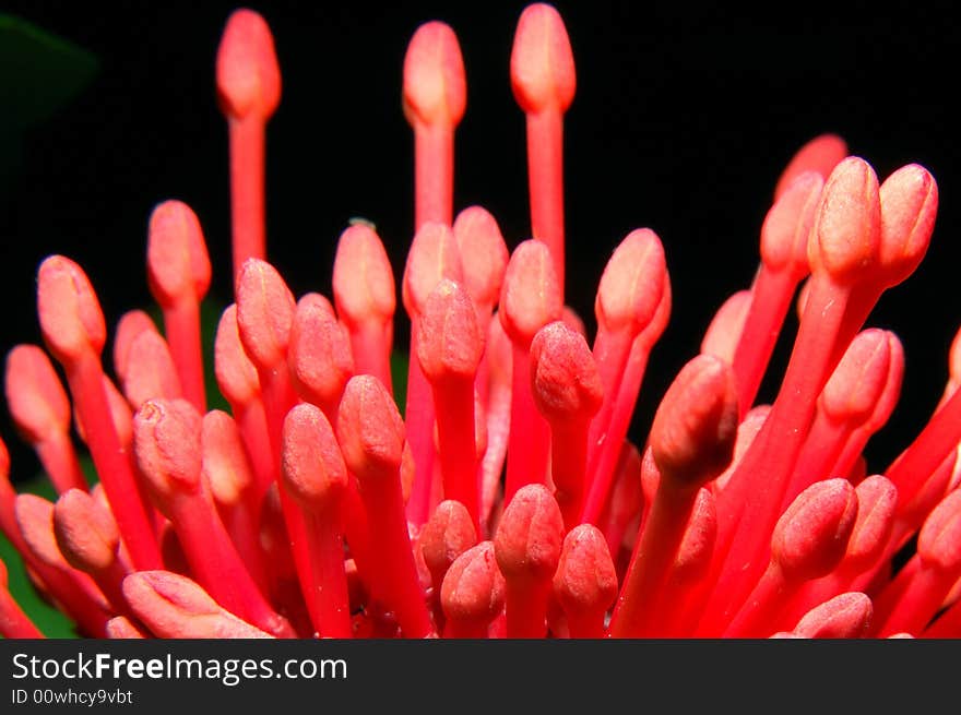 Lxora chinensis flower