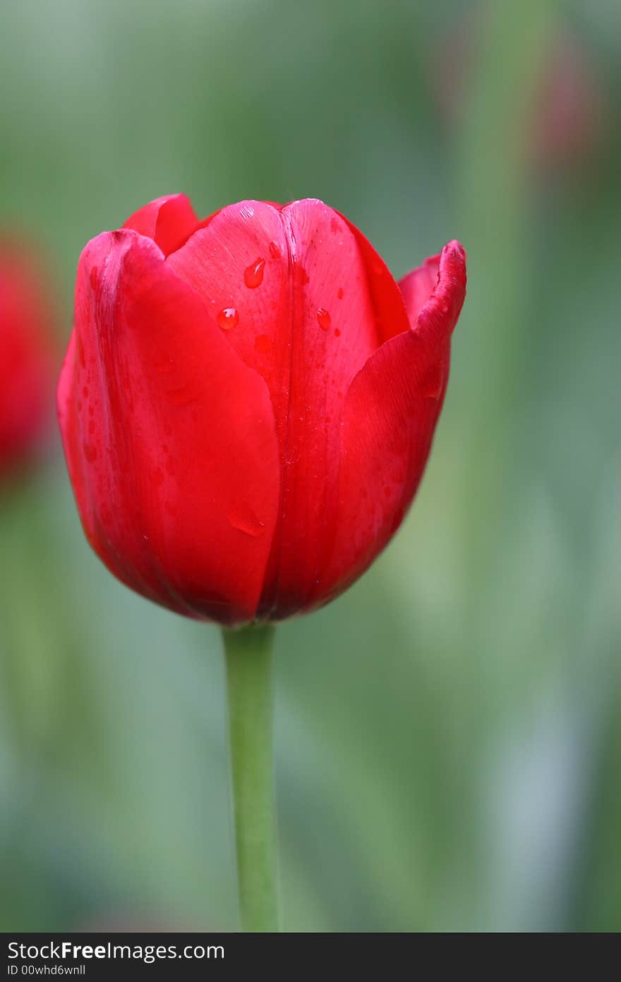 Beautiful Flower Red Tulip