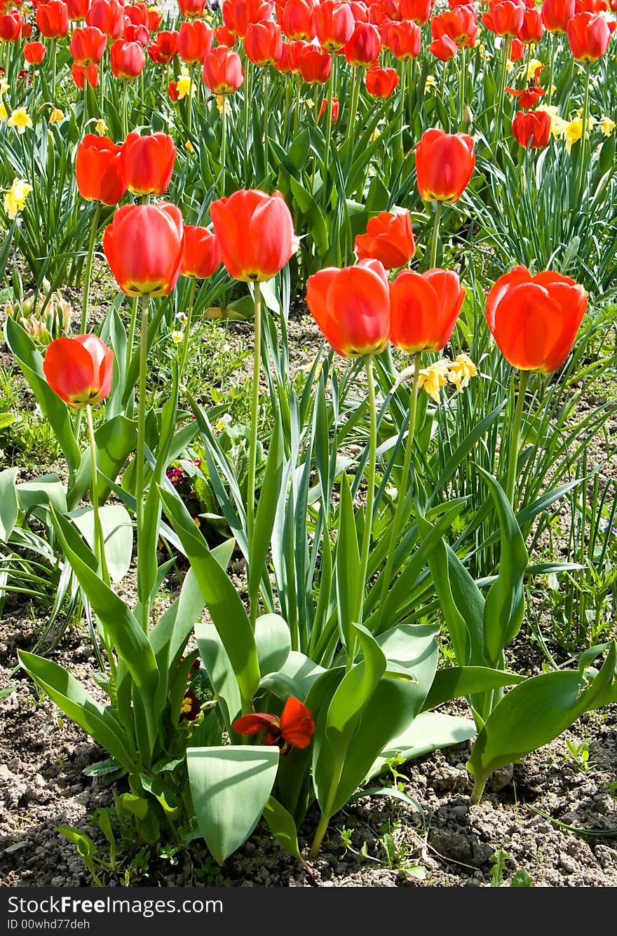 Field of tulips at Barsana monastery. Field of tulips at Barsana monastery.