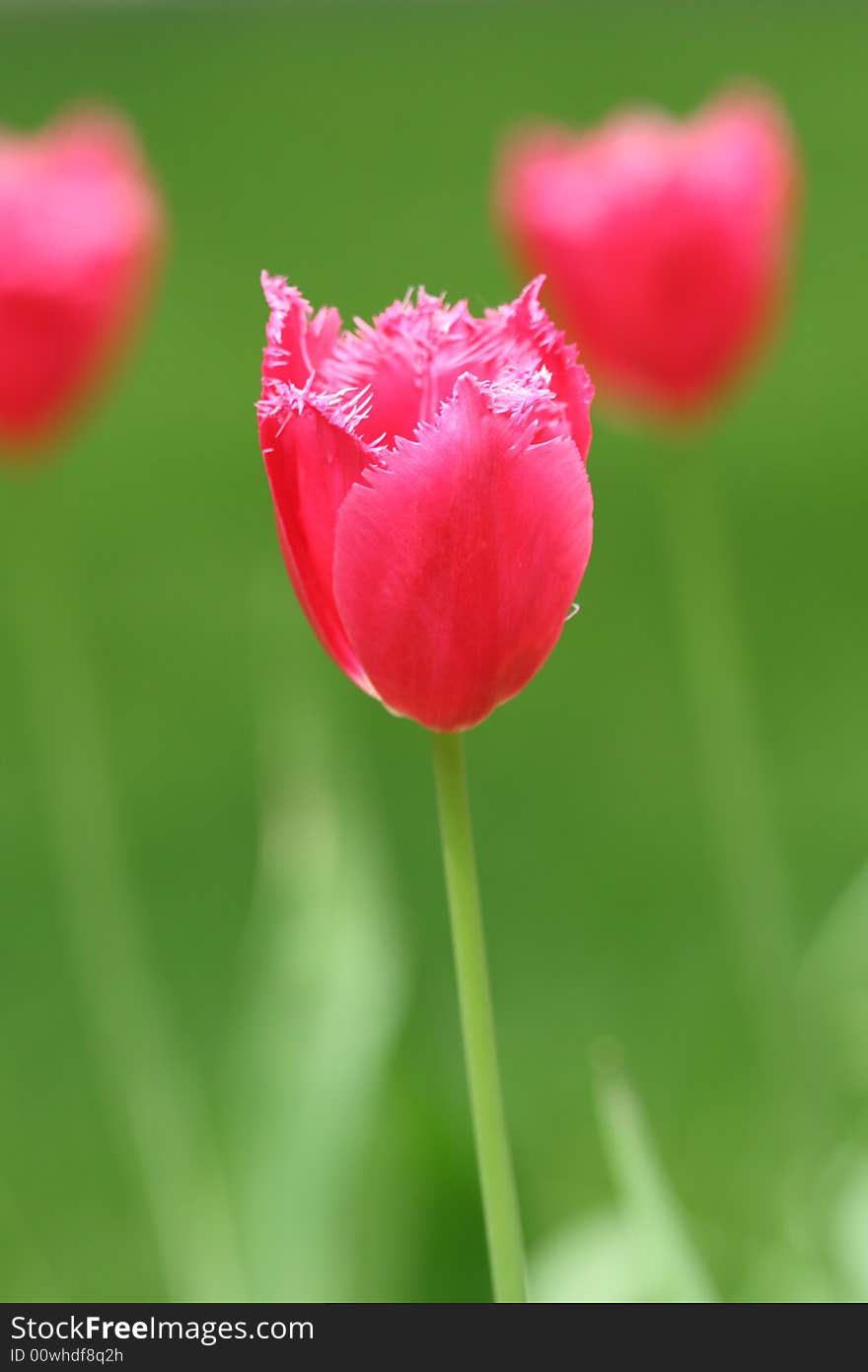 Beautiful Flower Red Tulip