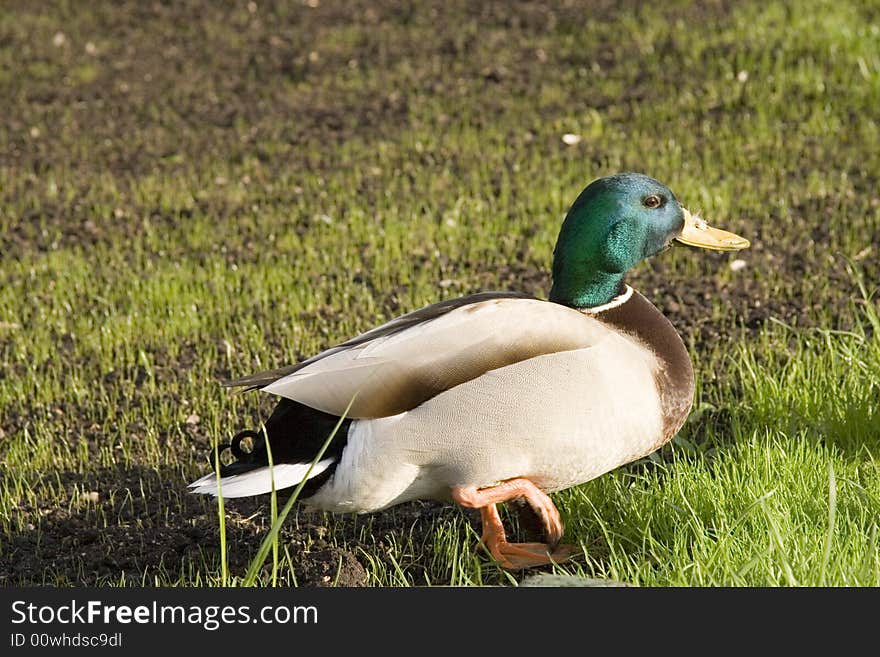 Wild Duck on red square