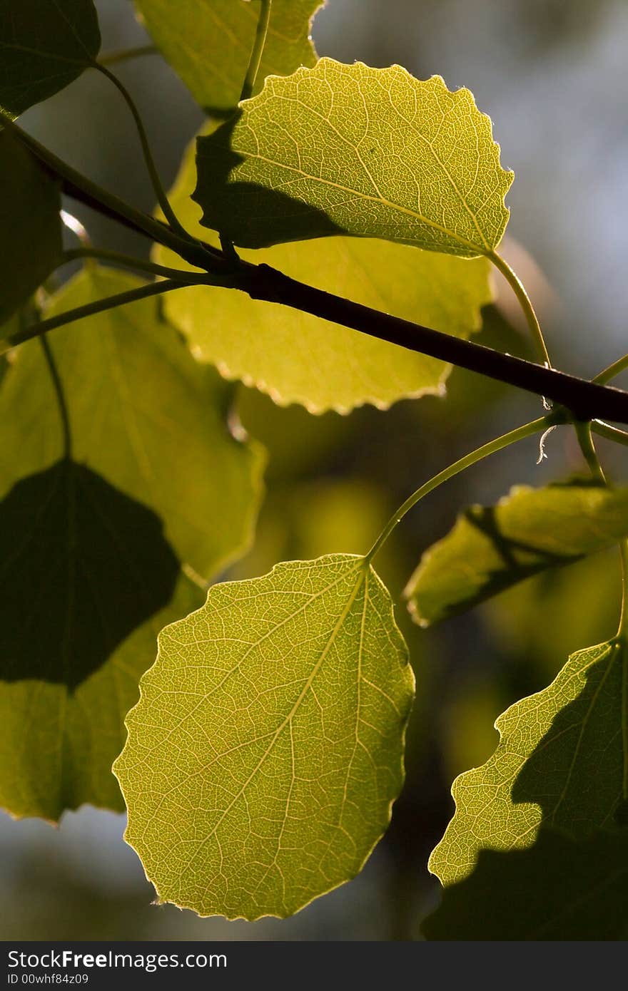 Spring aspen leaves in warm sunlight