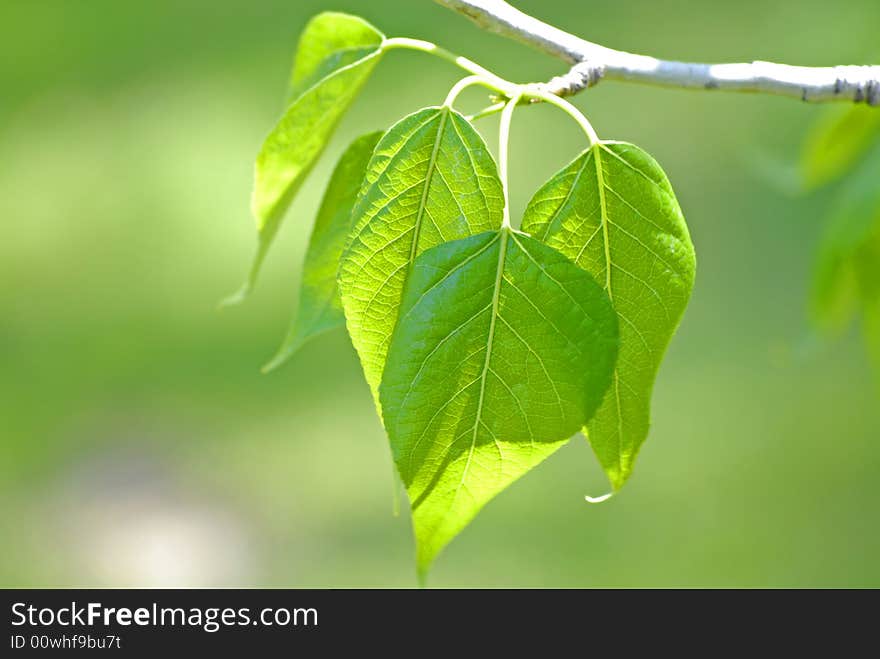 Spring Leaves