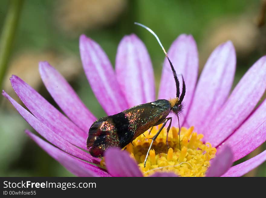 Metallic bug fly on a pink and yellow flower