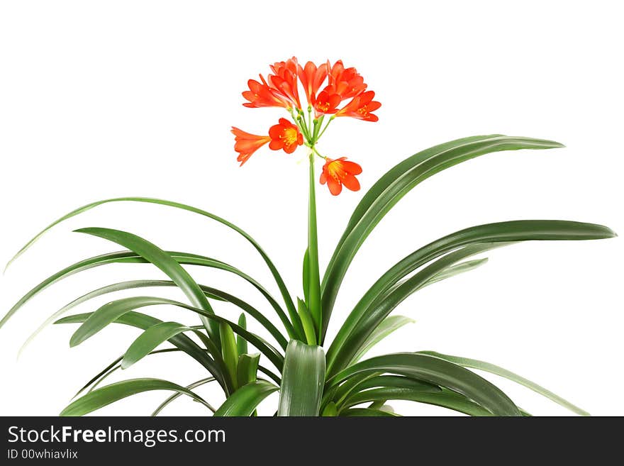 Red amaryllis on a white background. Red amaryllis on a white background.