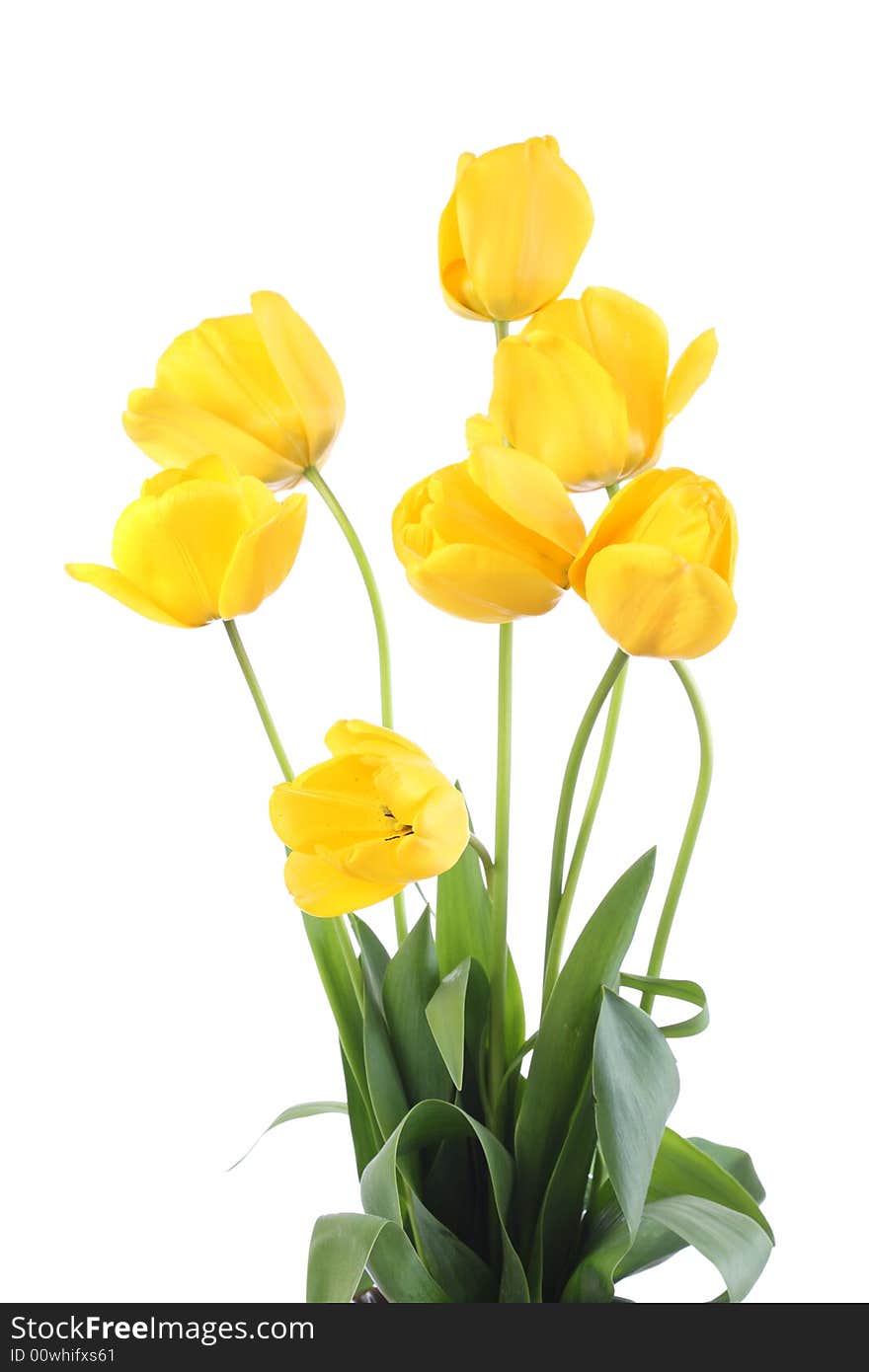 Yellow tulips on a white background. Yellow tulips on a white background.