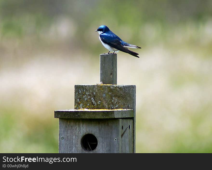 Bluebird on birdhouse