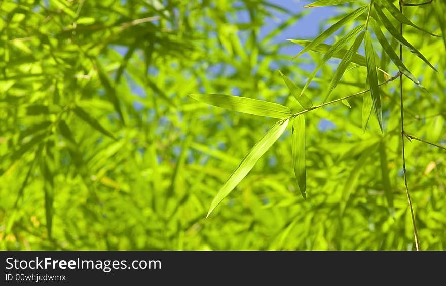 Green bamboo leave in back lighting