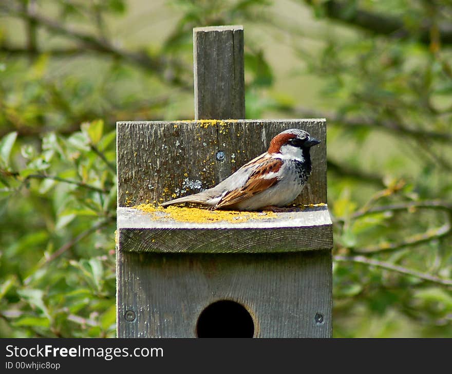 Brown bird on birdhouse