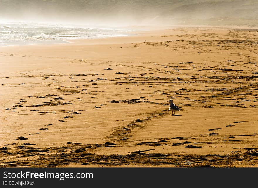 Seagull on a sandy beach with surf spry in the background. Seagull on a sandy beach with surf spry in the background