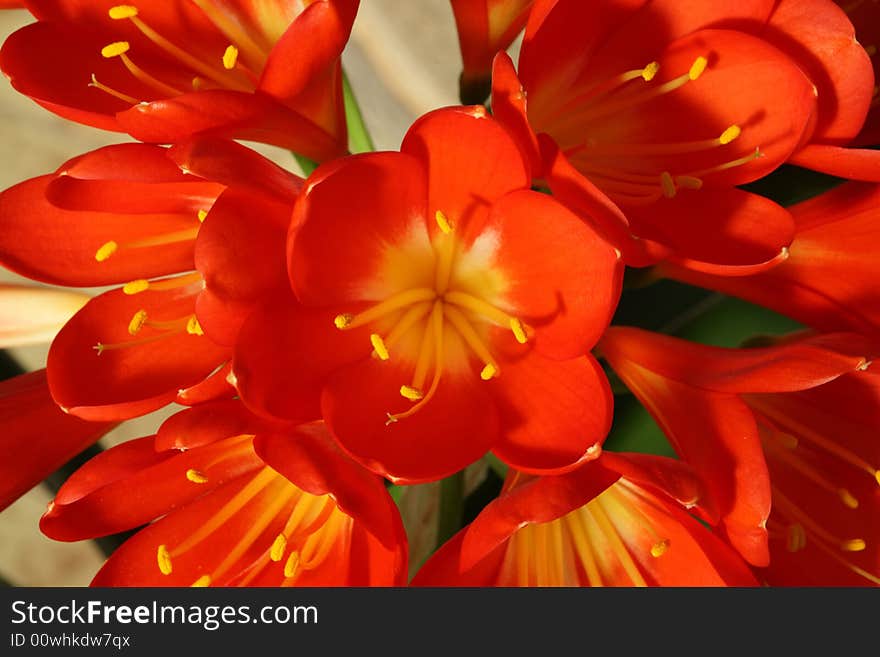 Red Amaryllis.