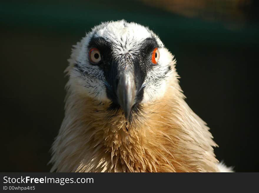 A close up of a hawk's head.