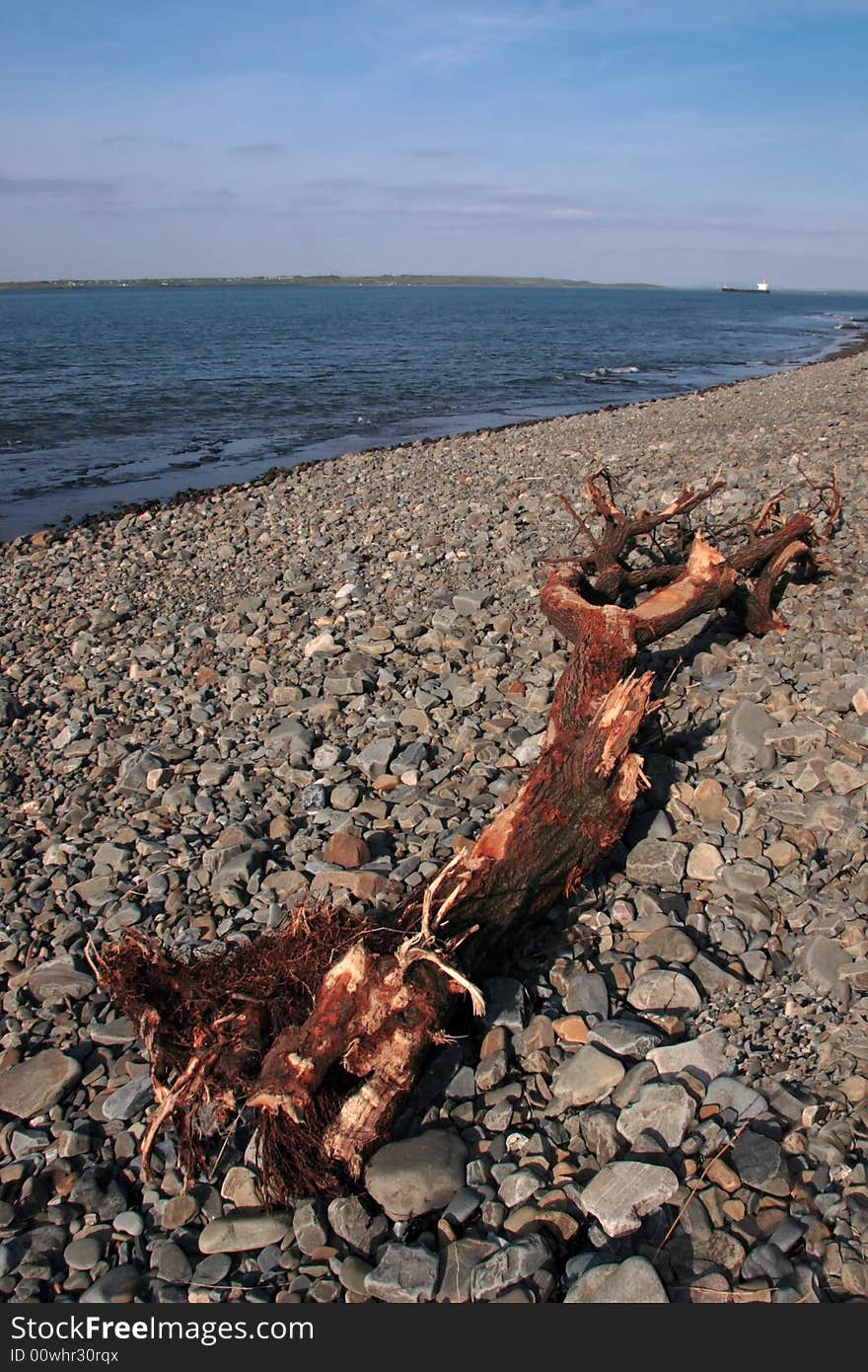 Driftwood washed up on the  shore in the west coast of ireland. Driftwood washed up on the  shore in the west coast of ireland