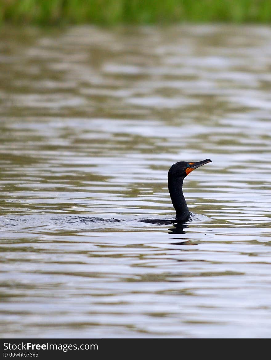 Double-breasted Cormorant swimming