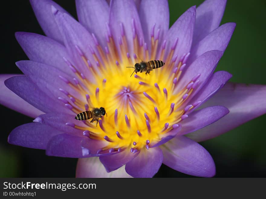 Two working bees flying on top of a purple color water lily(Lotus). Two working bees flying on top of a purple color water lily(Lotus)