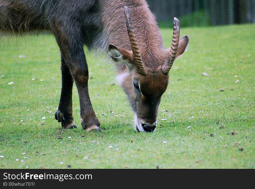 Eating antelope