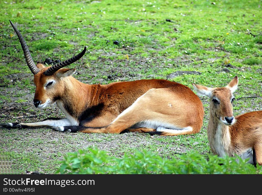 Lying Antelopes