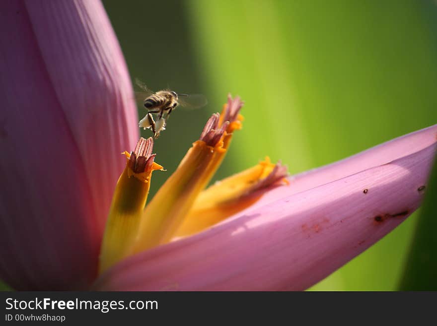 A Bee flying toward a blossom flower of a banana tree. A Bee flying toward a blossom flower of a banana tree