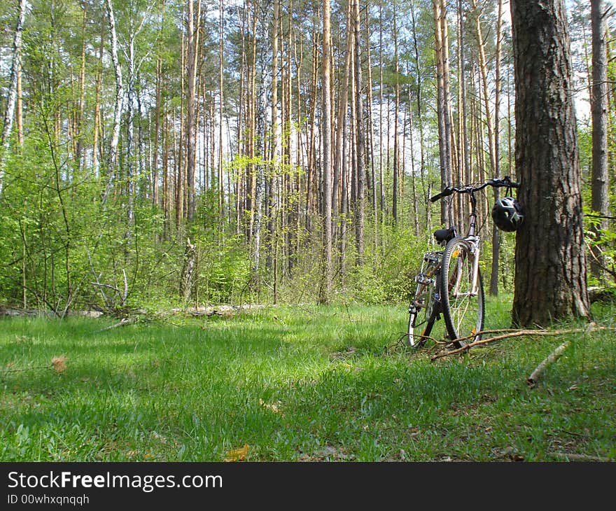 bicycle in the woods