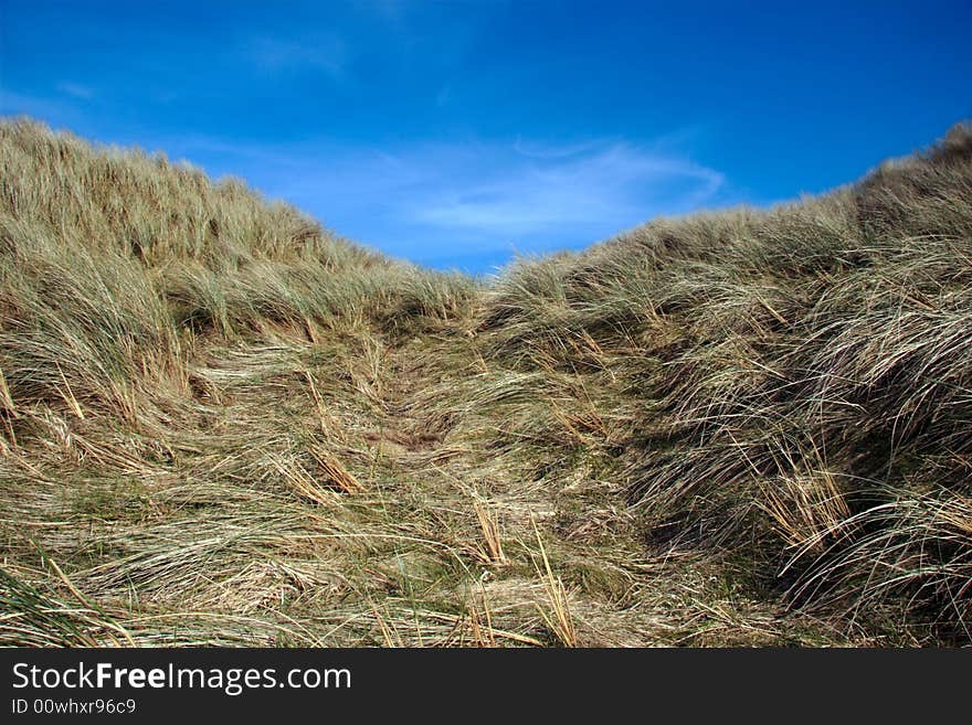 Tall grass on sand dunes on the west coast of ireland. Tall grass on sand dunes on the west coast of ireland