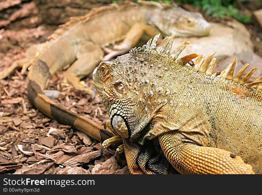 Lizard,focus on a center