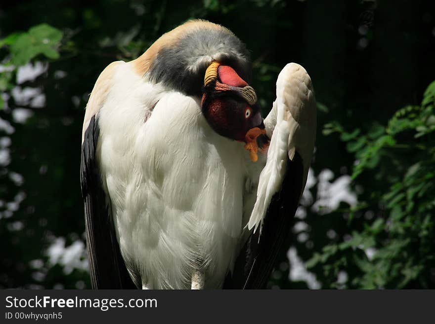 Close up of a King Vulture at London Zoo