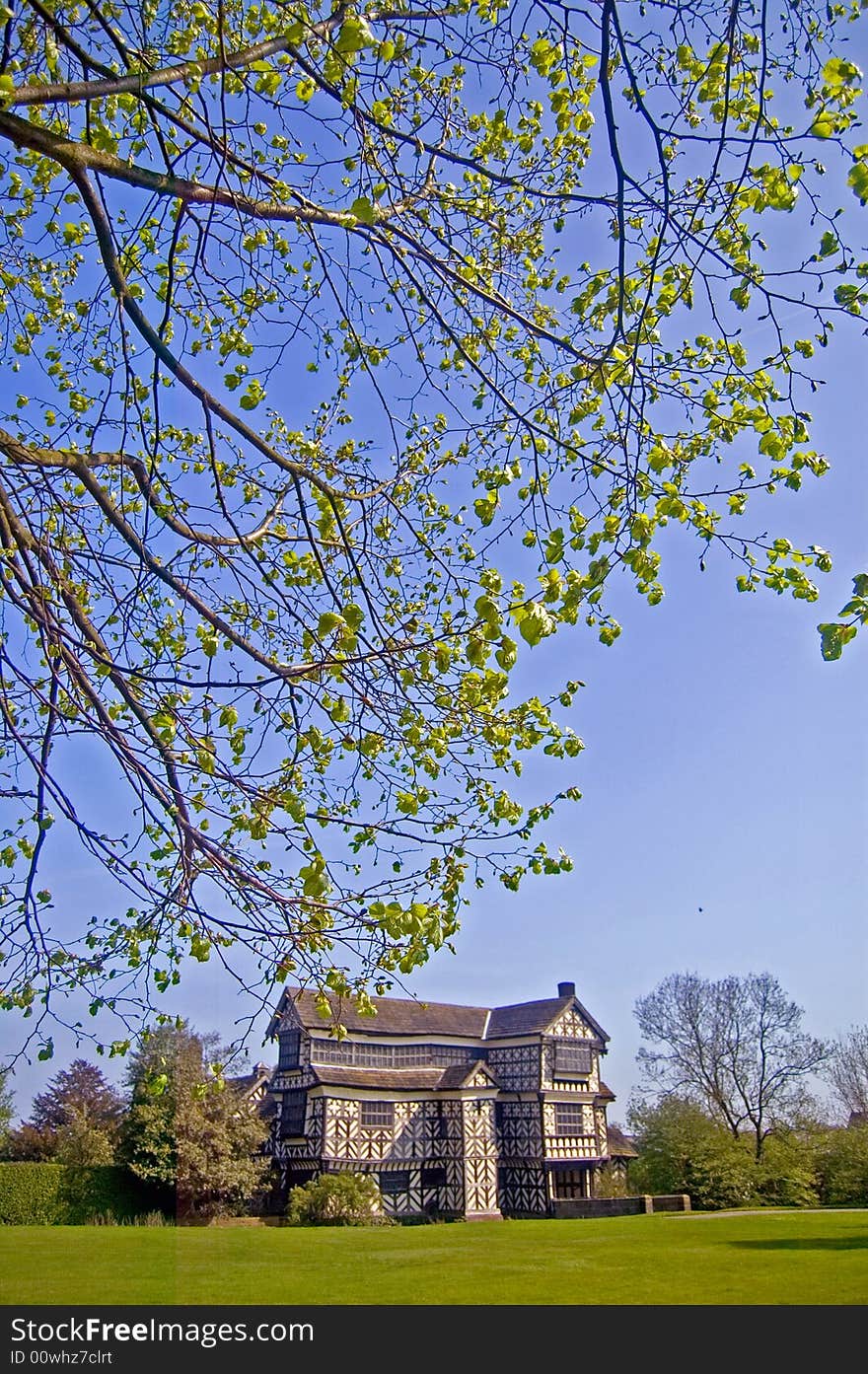 Tree and the hall