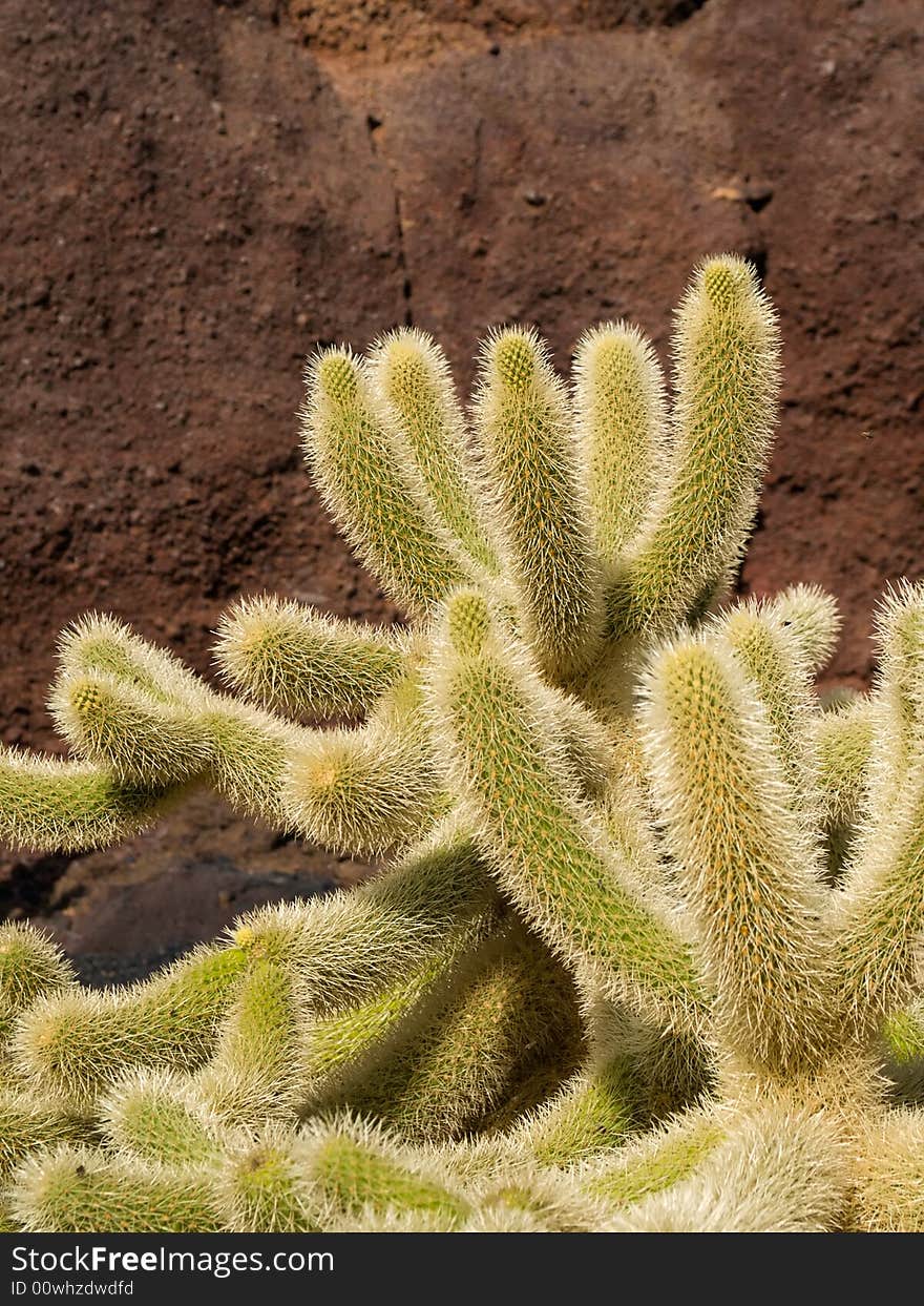 Large bush of cactus near the rock