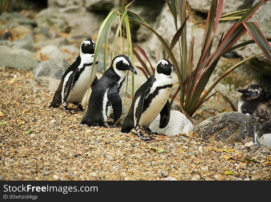 Black footed penguins