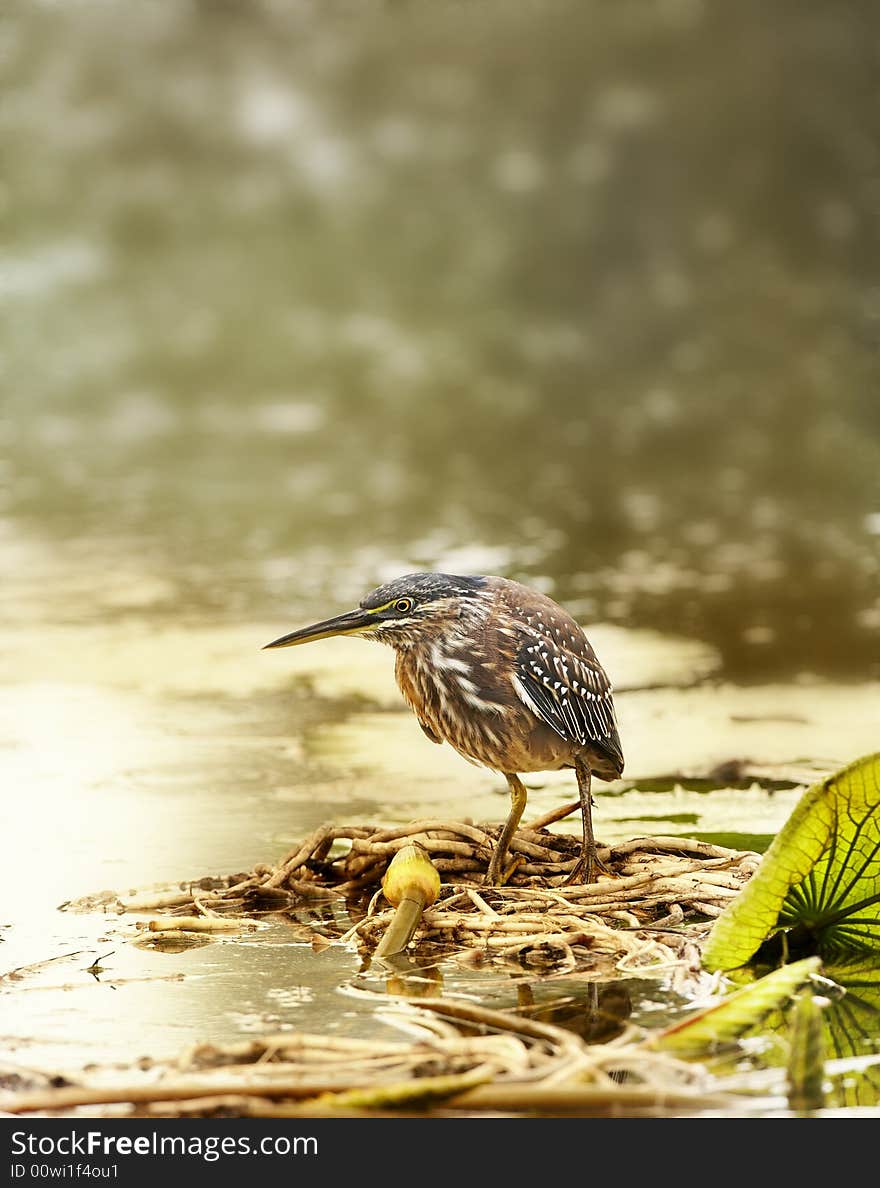 Greenbacked Heron on a leaves in water