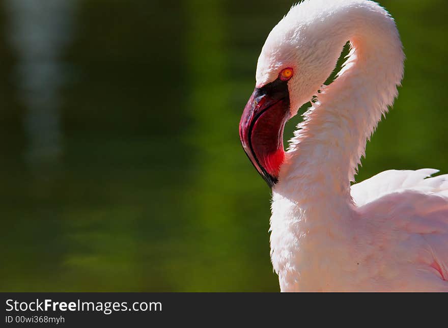 Flamingo