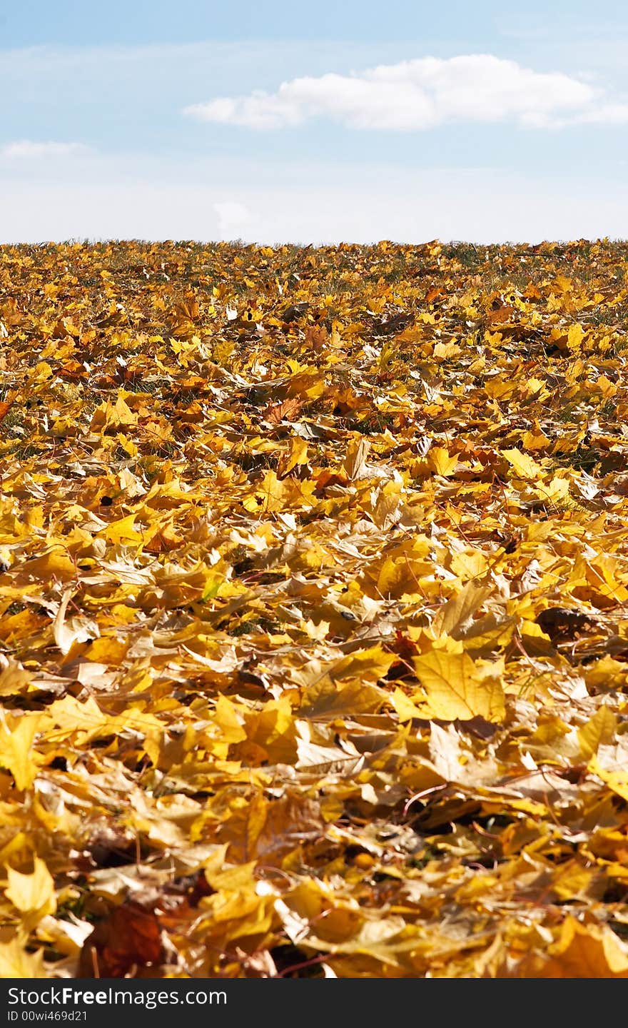 Yellow leaves under the sky