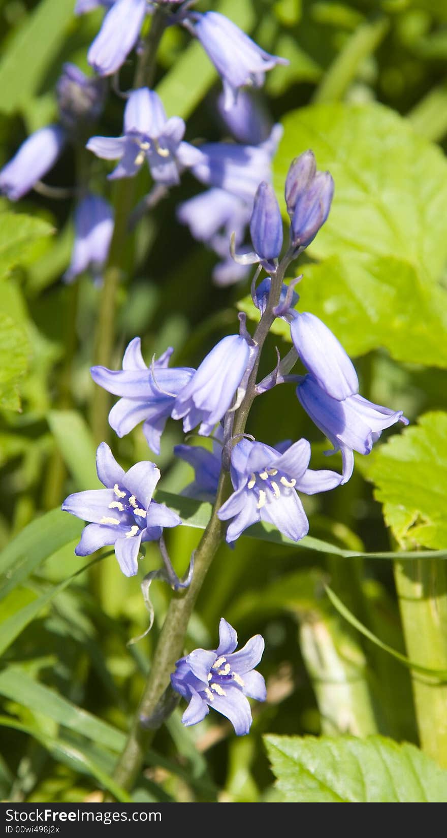 Blue blossom with green foliage in the background.