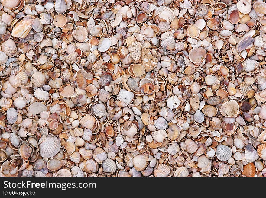 Seashells background