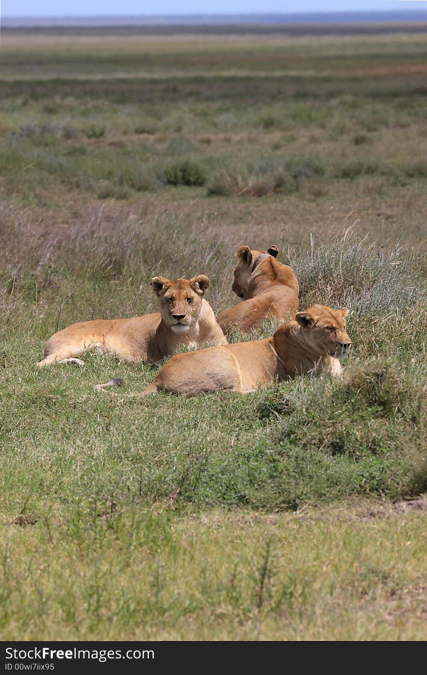 Group of female lions on the serengeti plains. Group of female lions on the serengeti plains