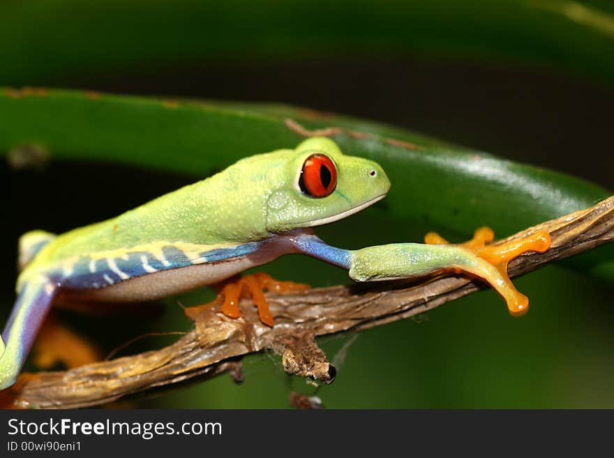 Image of a red eyed tree frog-agalychnis callidryas