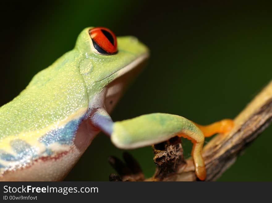 Image of a red eyed tree frog-agalychnis callidryas