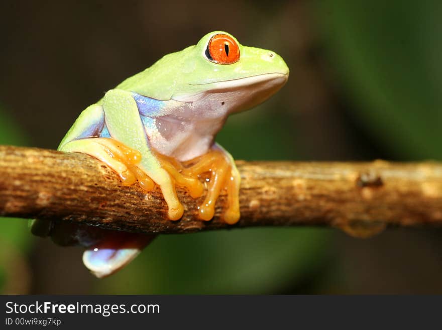 Image of a red eyed tree frog-agalychnis callidryas